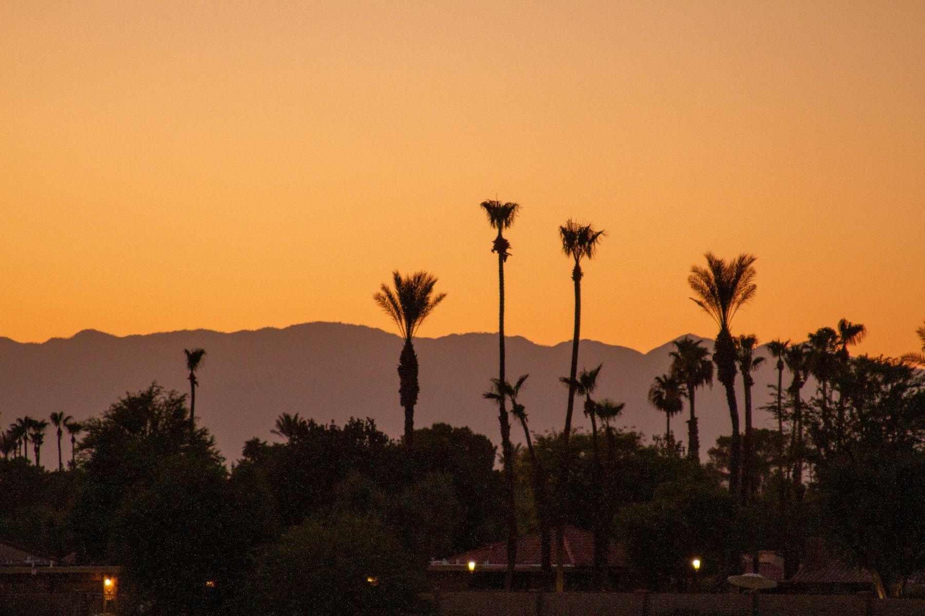 Palm trees silhouetted against a mountain range at sunset
